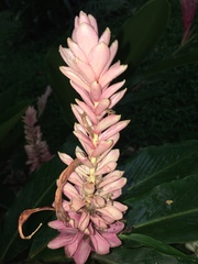 Alpinia purpurata