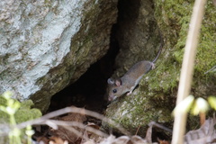 Peromyscus gossypinus