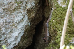 Peromyscus gossypinus