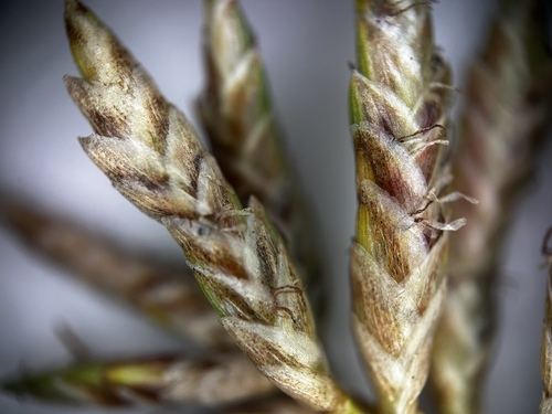 Image of Cyperus stoloniferus by (c) scallions, some rights reserved (CC BY)