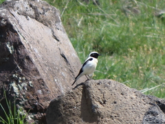 Oenanthe melanoleuca