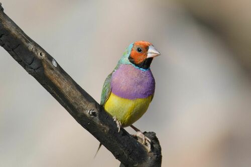 Gouldian Finch (Chloebia gouldiae), photo 6