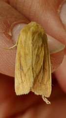 Zosteropoda clementei