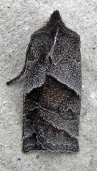 Eupsilia devia