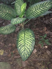 Dieffenbachia