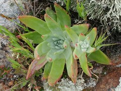 Dudleya virens