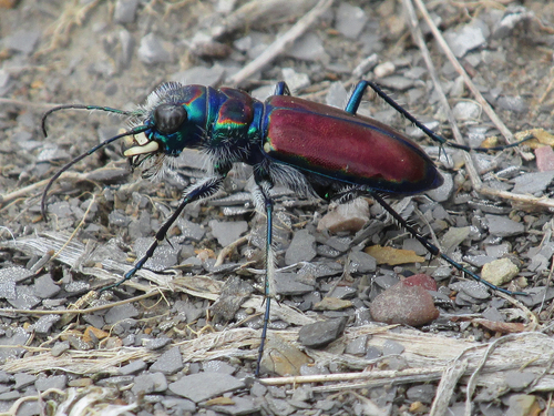 Beautiful Tiger Beetle