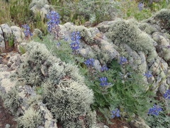 Lupinus guadalupensis
