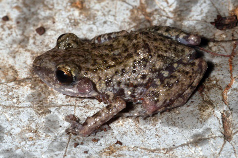 Rana chirrionera orejona (anfibios de ver) · iNaturalist