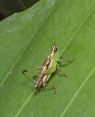 Conocephalus melaenus