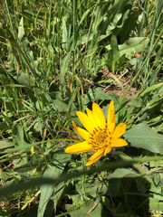 Wyethia