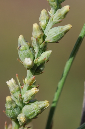 Image of Torch Rootthug by (c) Charles Stirton, some rights reserved (CC BY-SA)