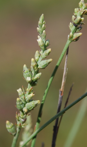 Image of Thesium funale by (c) Charles Stirton, some rights reserved (CC BY-SA)
