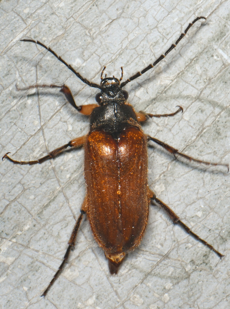 Cebrioninae