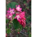 Ribes sanguineum - Photo (c) Nicola Rammell, μερικά δικαιώματα διατηρούνται (CC BY-NC), uploaded by Nicola Rammell