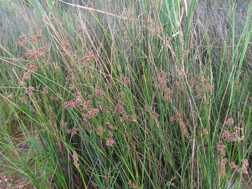 Image of Juncus oxycarpus by (c) linkie, some rights reserved (CC BY)
