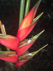 Heliconia bihai