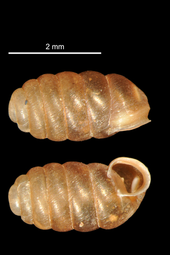 striped moss snail