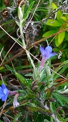 Glandora prostrata lusitanica