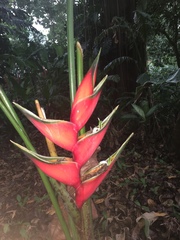 Heliconia bihai