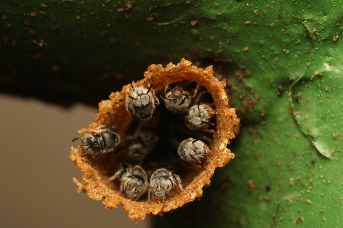 Friesella schrottkyi