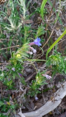 Glandora prostrata lusitanica