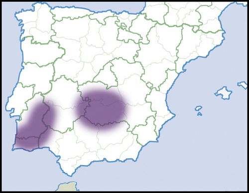Unio tumidiformis