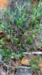 Glandora prostrata lusitanica