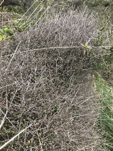 Ozothamnus dimorphus, photograph 2