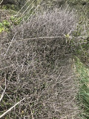 Ozothamnus dimorphus, photograph Liadan Dickie, CC BY, iNaturalist via GBIF
