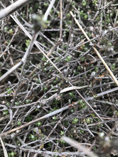 Ozothamnus dimorphus, photograph 1