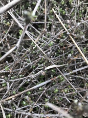 Ozothamnus dimorphus, photograph Liadan Dickie, CC BY, iNaturalist via GBIF