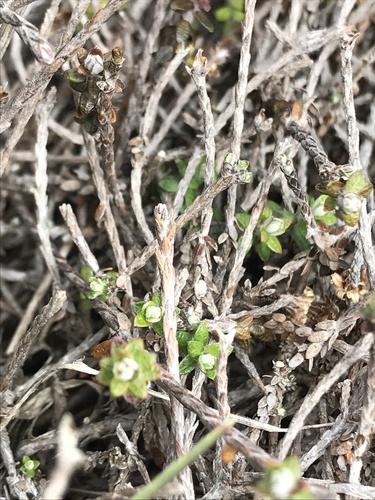 Climbing Everlasting (Helichrysum dimorphum)