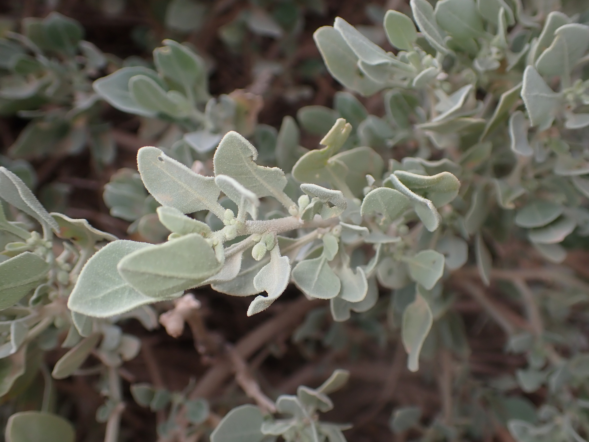 Withania adpressa