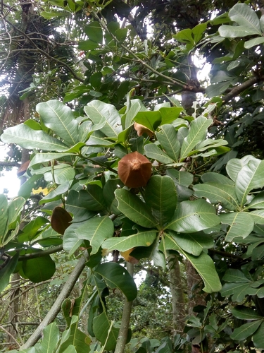 Pachira insignis (Sw.) Sw. ex Savigny 3