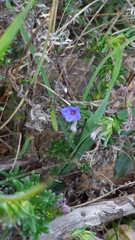 Glandora prostrata lusitanica