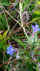 Glandora prostrata lusitanica