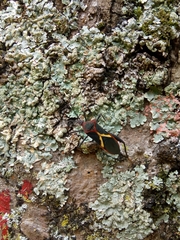 Leptoscelis tricolor