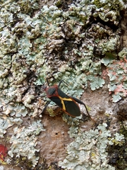 Leptoscelis tricolor