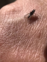 Phthiriinae
