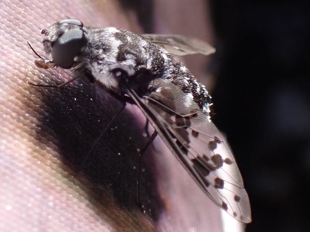 Anthrax insulanus