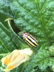 Disonycha spilotrachela