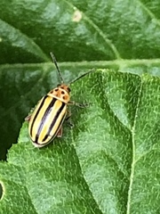 Disonycha spilotrachela