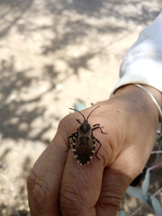 Spartocera alternata