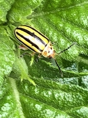 Disonycha spilotrachela