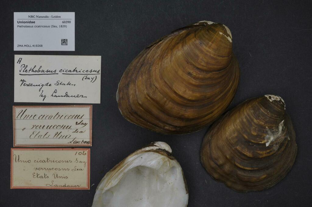 White Wartyback