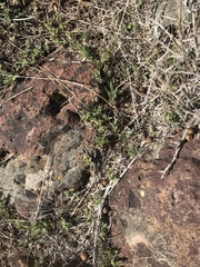 Trifolium andersonii