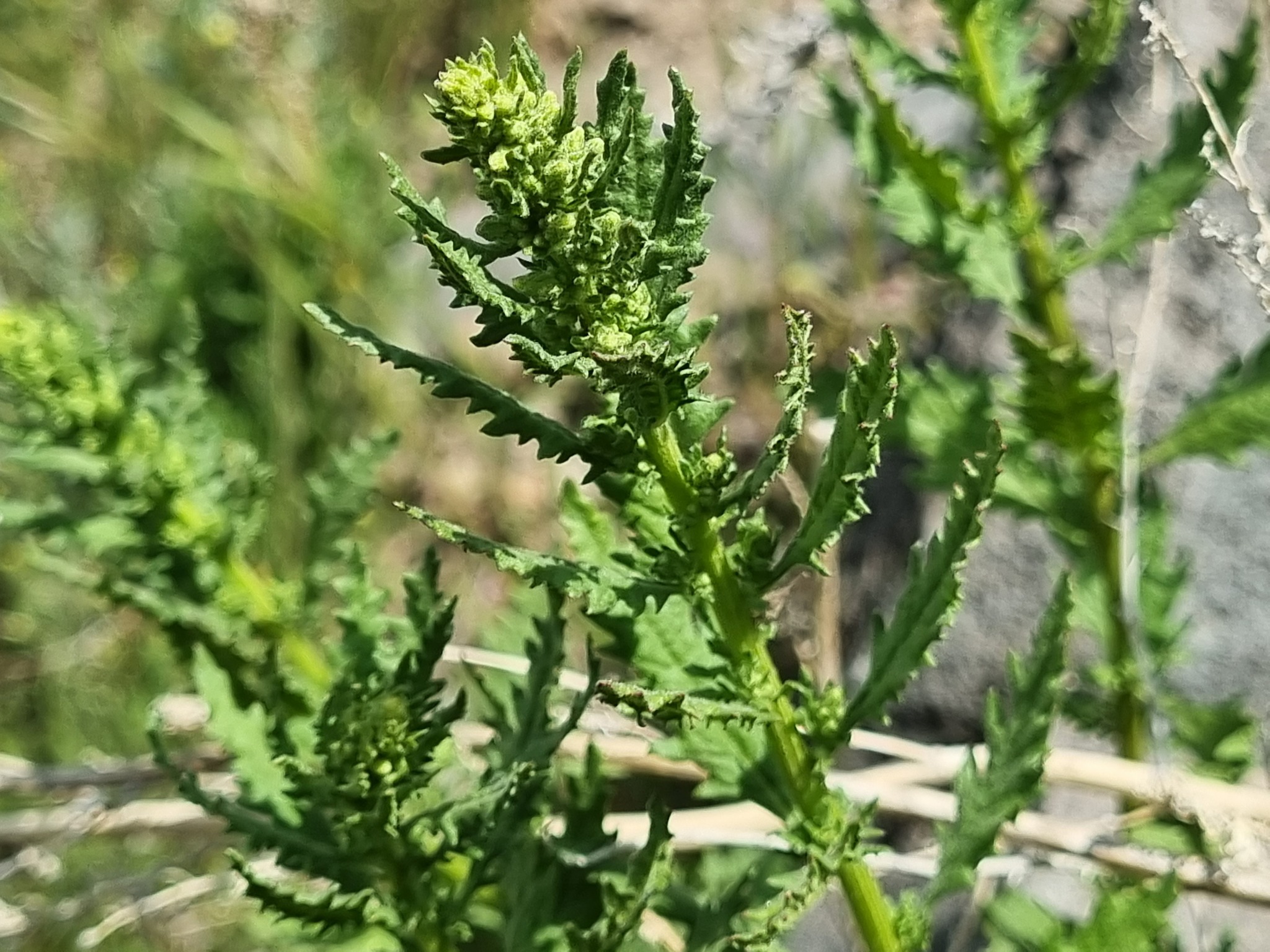Chilean Wormseed (Dysphania chilensis)
