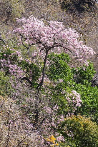 Tabebuia rosea - Flowers