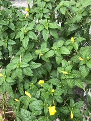 Disonycha spilotrachela